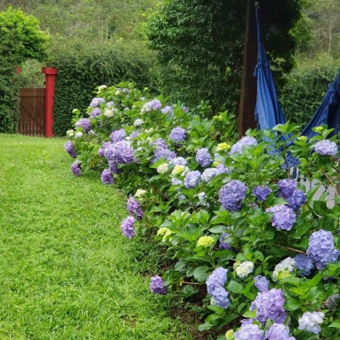hortênsias - foto Andréa Loyola