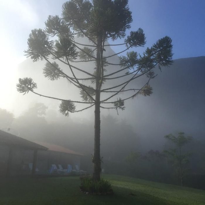 pinheiro - foto Andréa Loyola